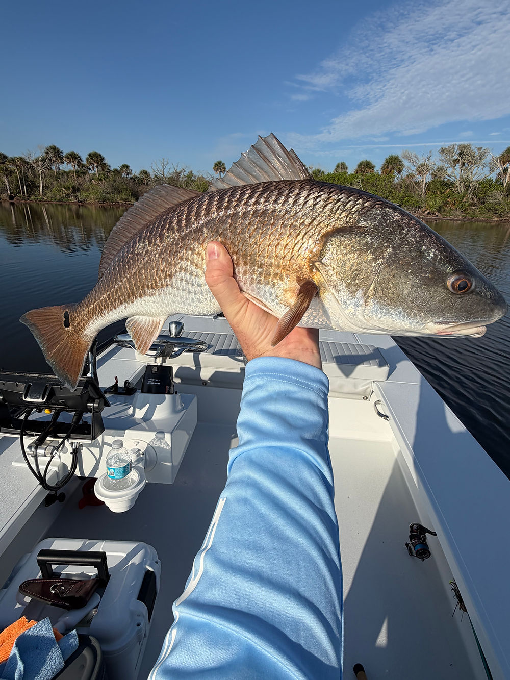 Redfish held boat-side after a sight-fished eat on the Mosquito Lagoon